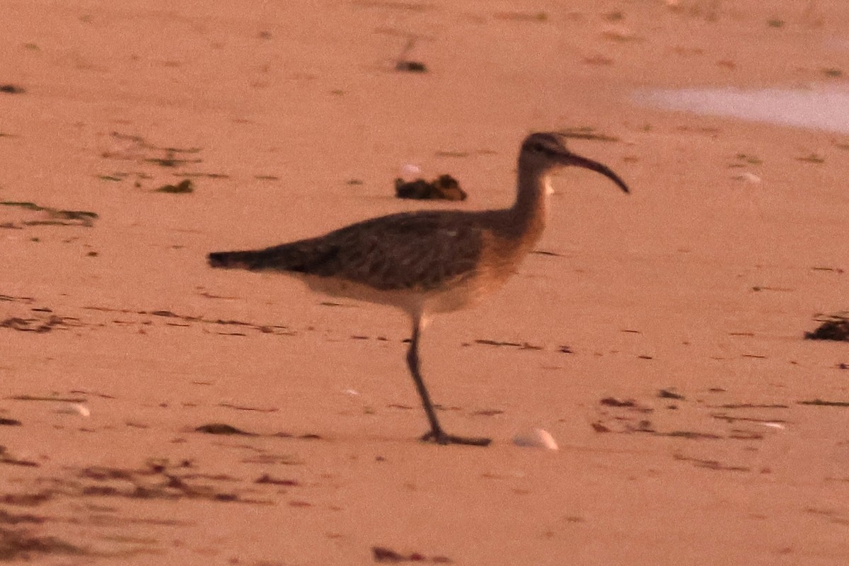 Regenbrachvogel - ML615494479