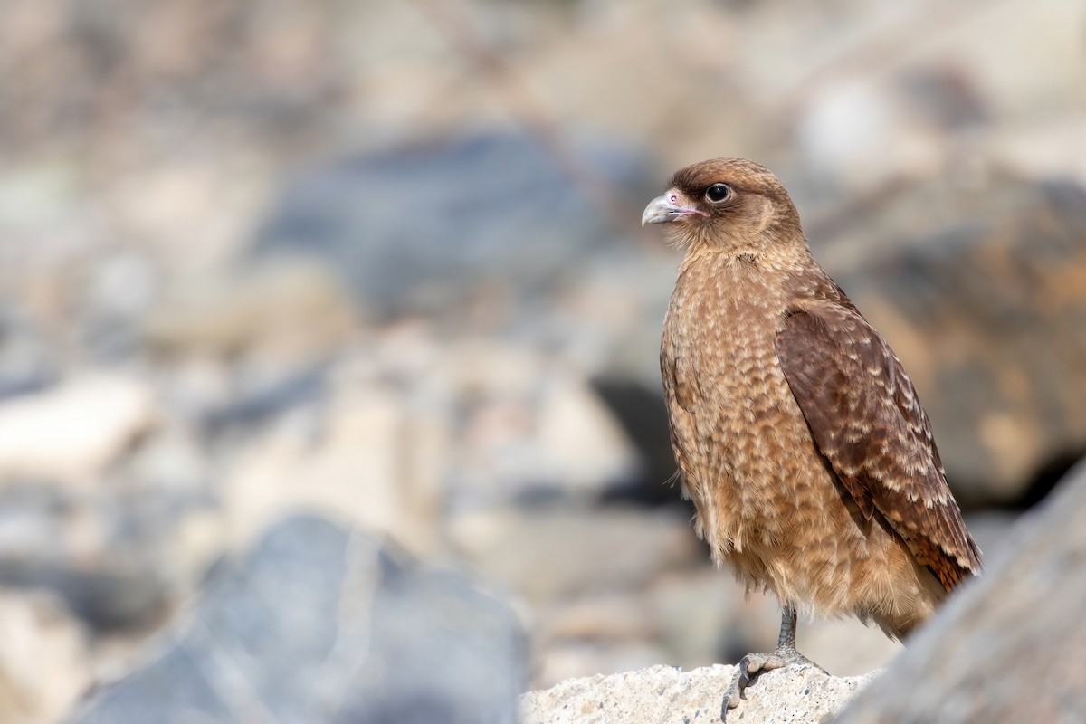 Chimango Caracara - Marcos Eugênio Birding Guide