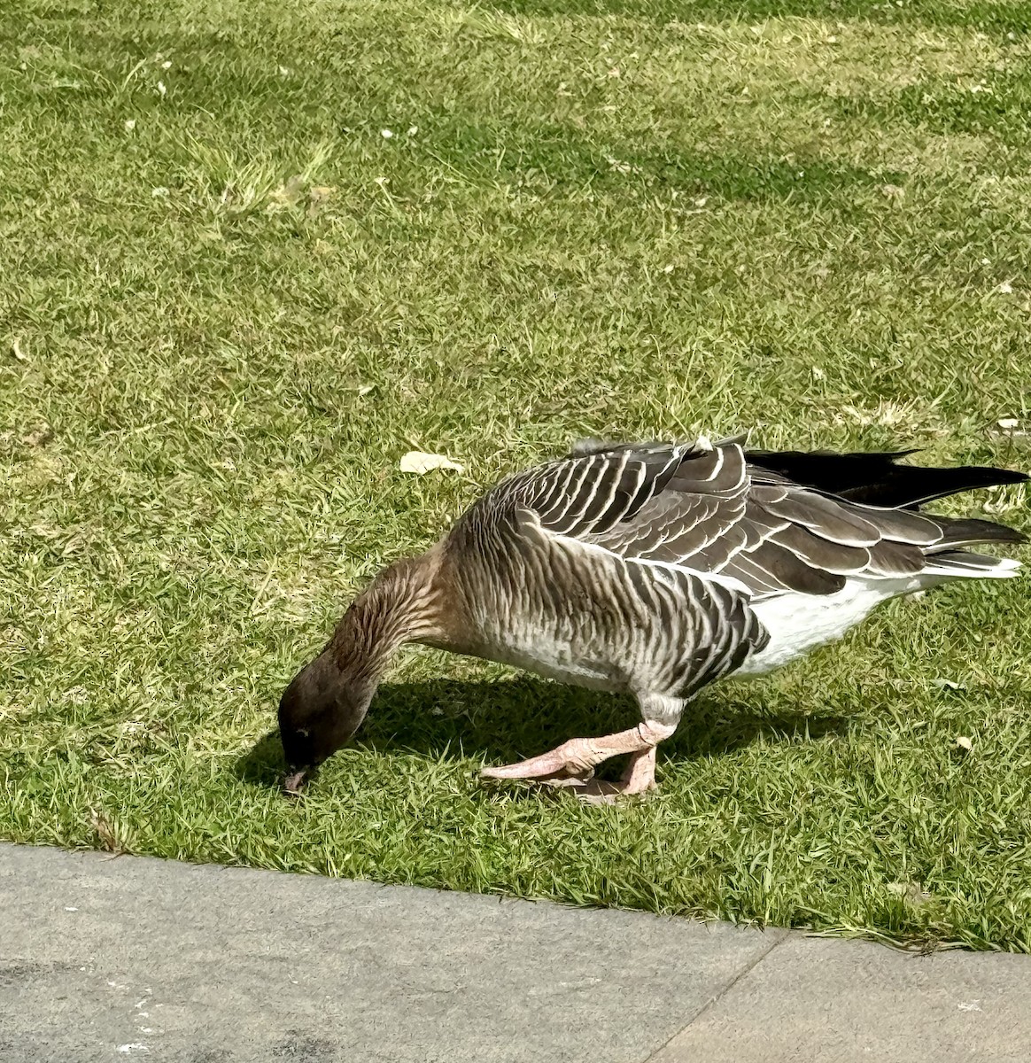 Pink-footed Goose - ML615494492