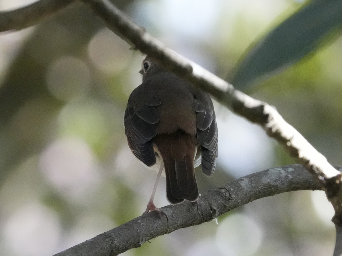 Hermit Thrush - ML615494494