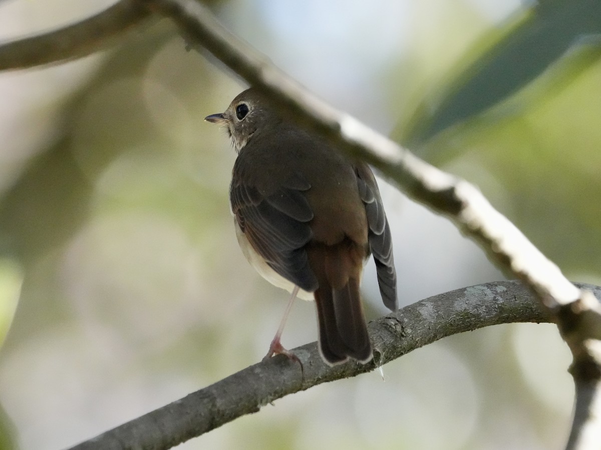 Hermit Thrush - ML615494495