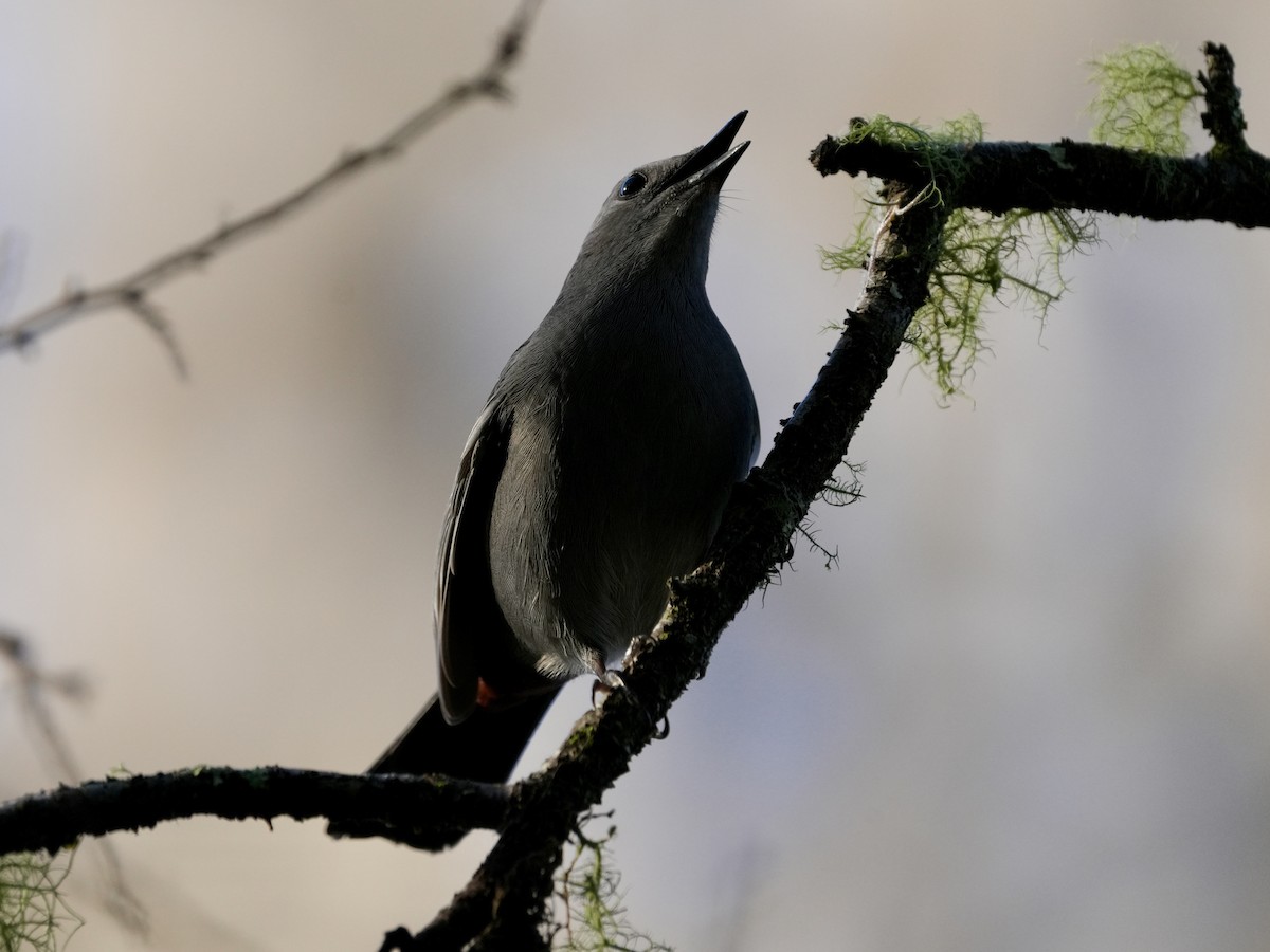 Gray Catbird - ML615494503