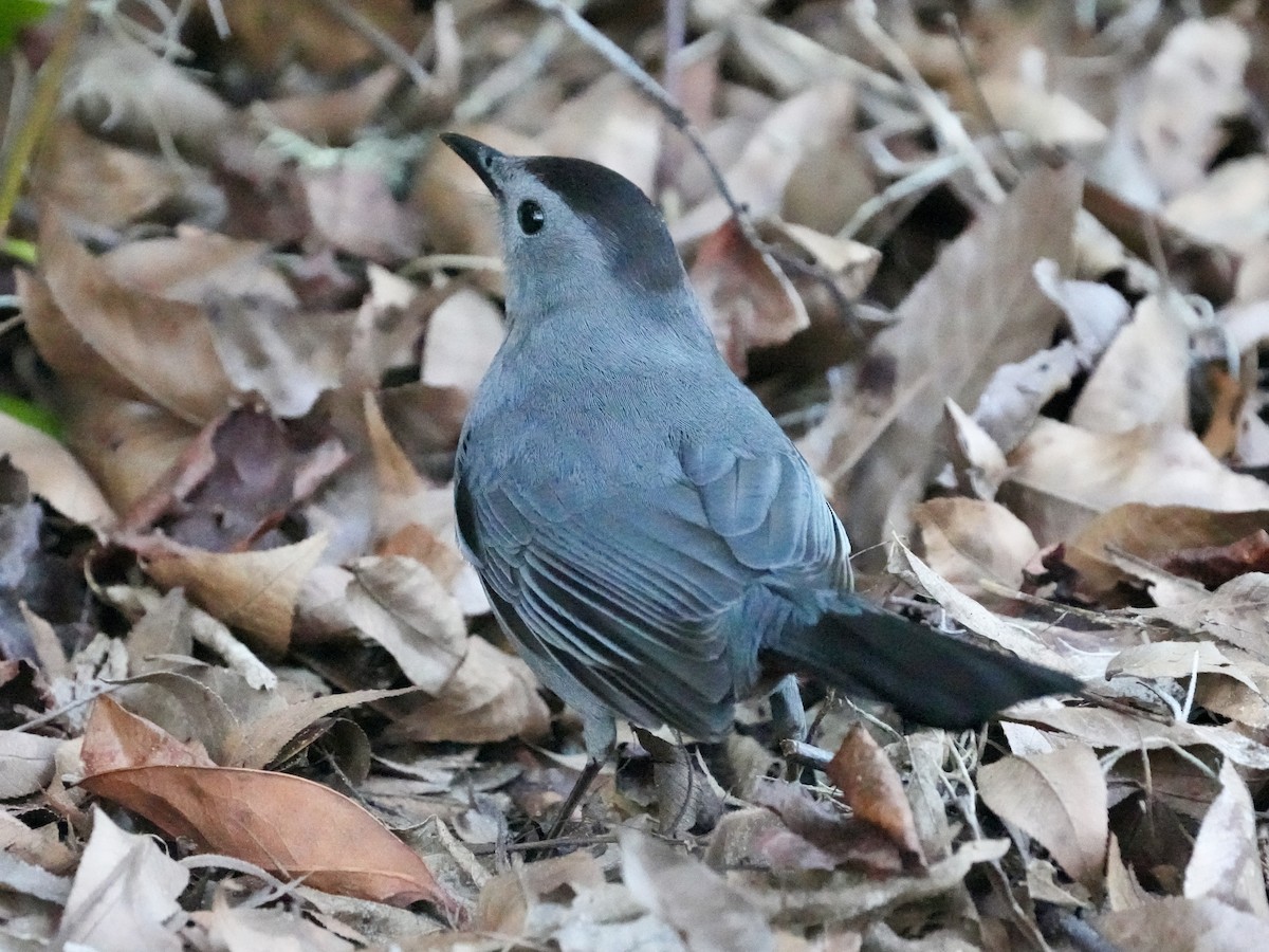 Gray Catbird - ML615494504