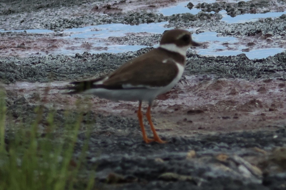 Common Ringed Plover - Hanan Jacoby