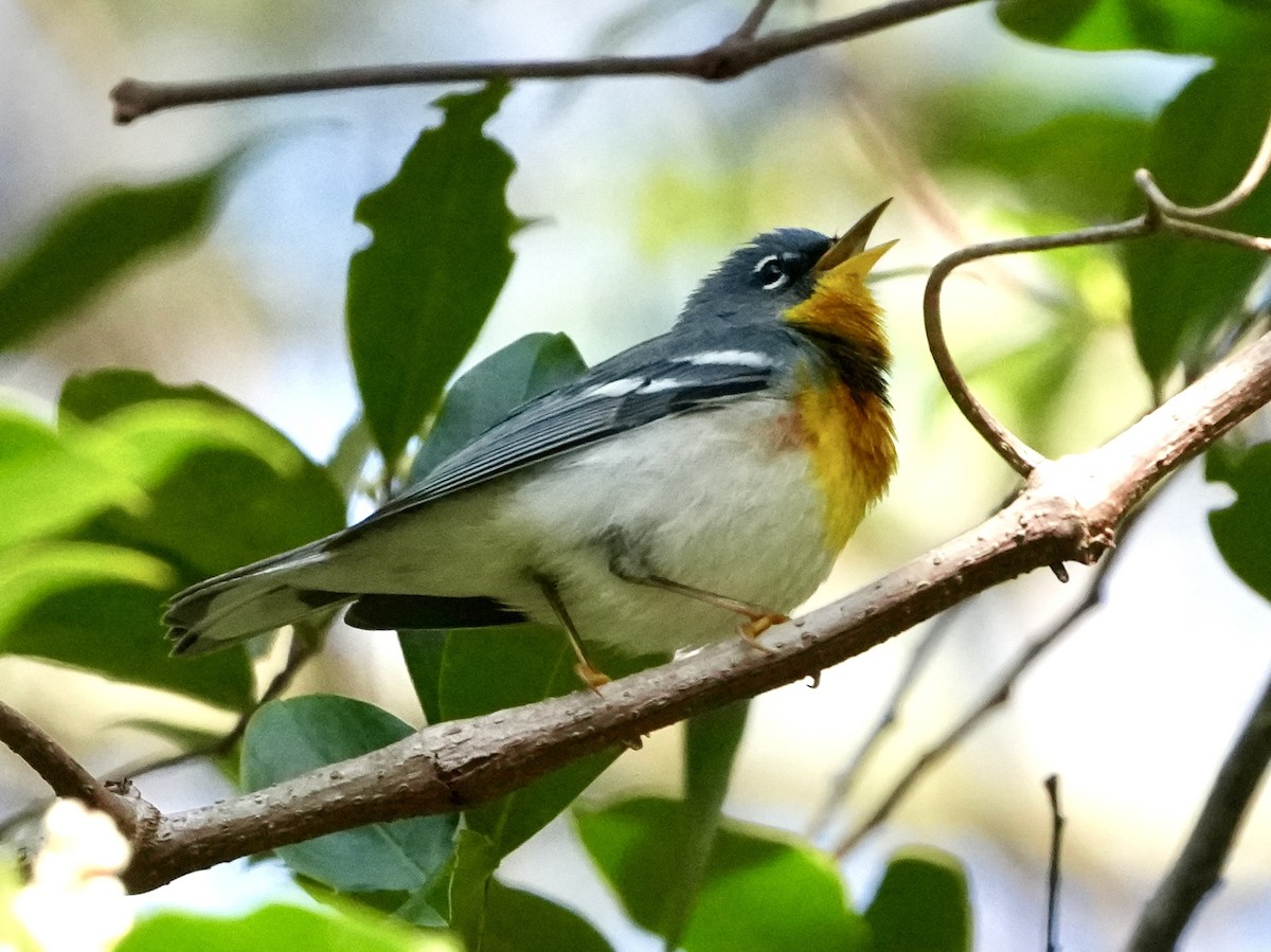 Northern Parula - Tami Reece