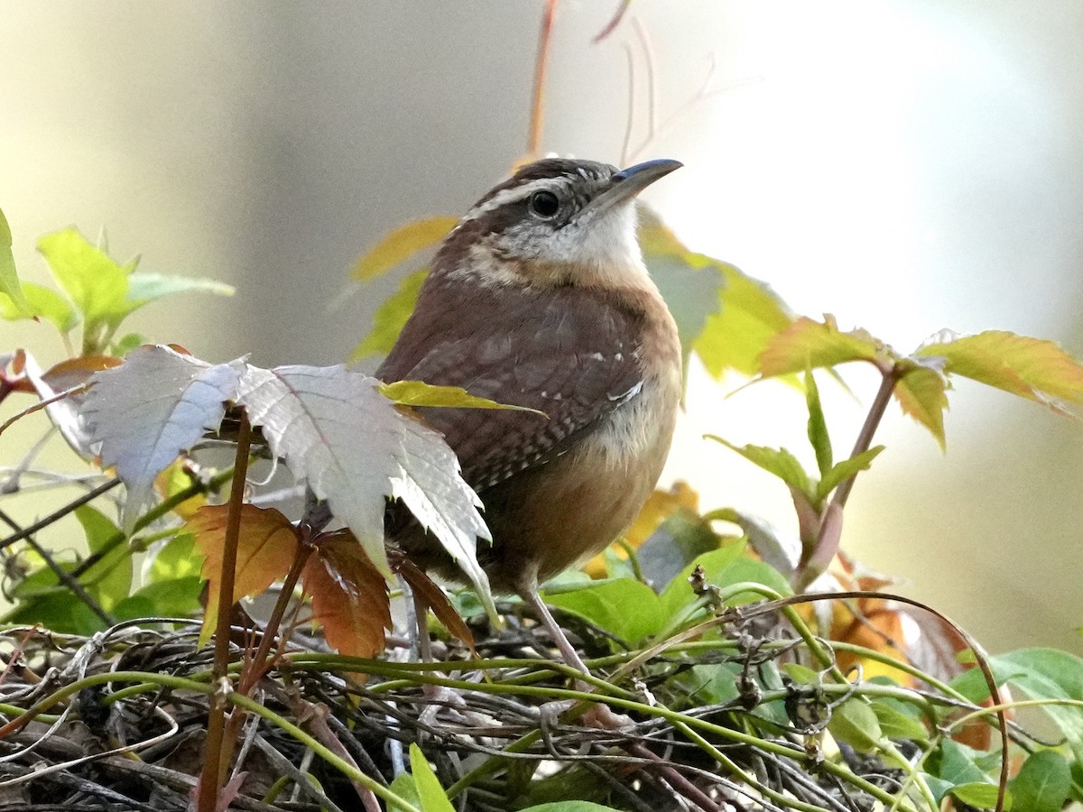 Carolina Wren - ML615494527