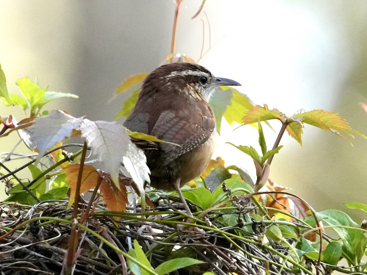 Carolina Wren - ML615494528