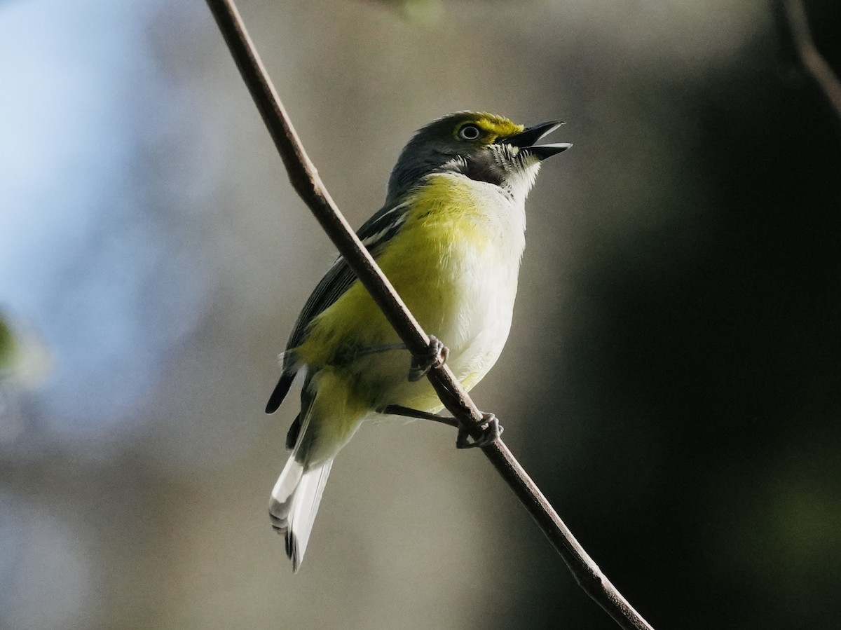 Viréo aux yeux blancs - ML615494530