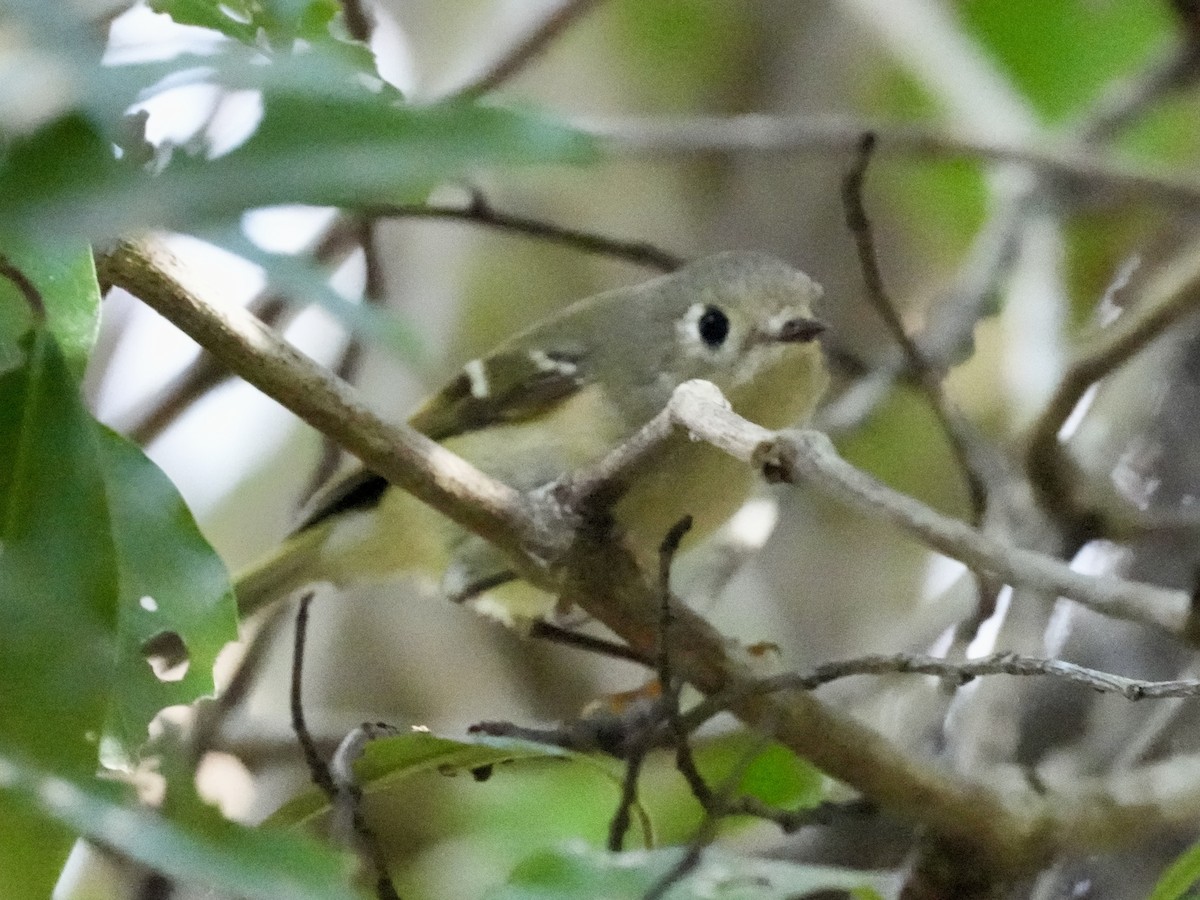 Ruby-crowned Kinglet - ML615494548