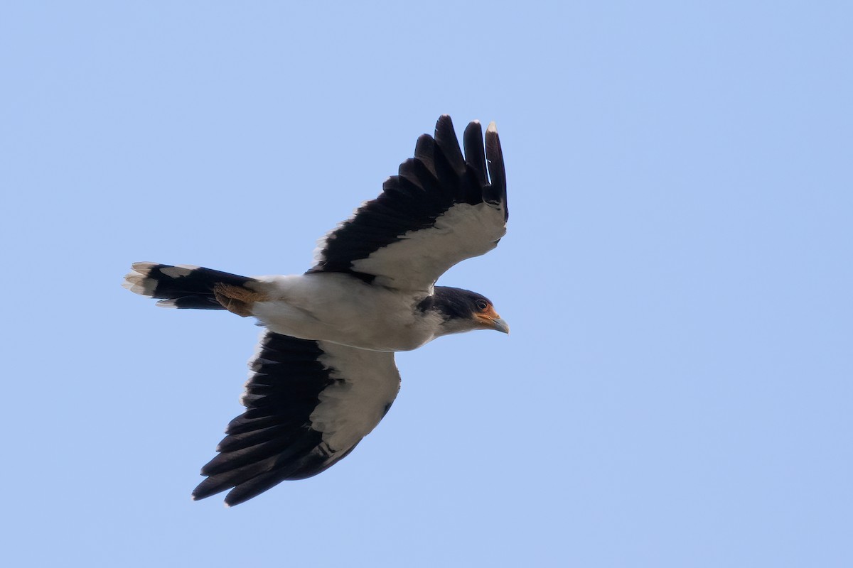 White-throated Caracara - ML615494573