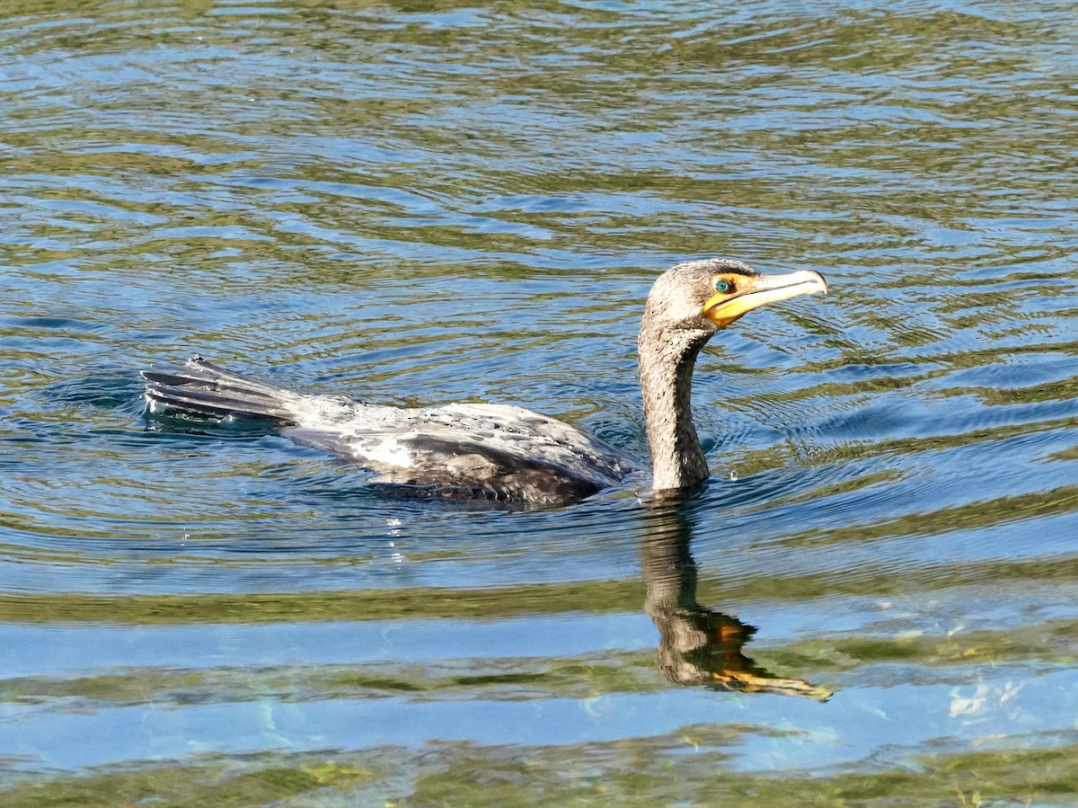 Double-crested Cormorant - ML615494576