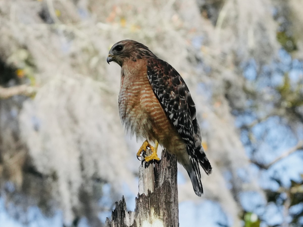 Red-shouldered Hawk - ML615494582