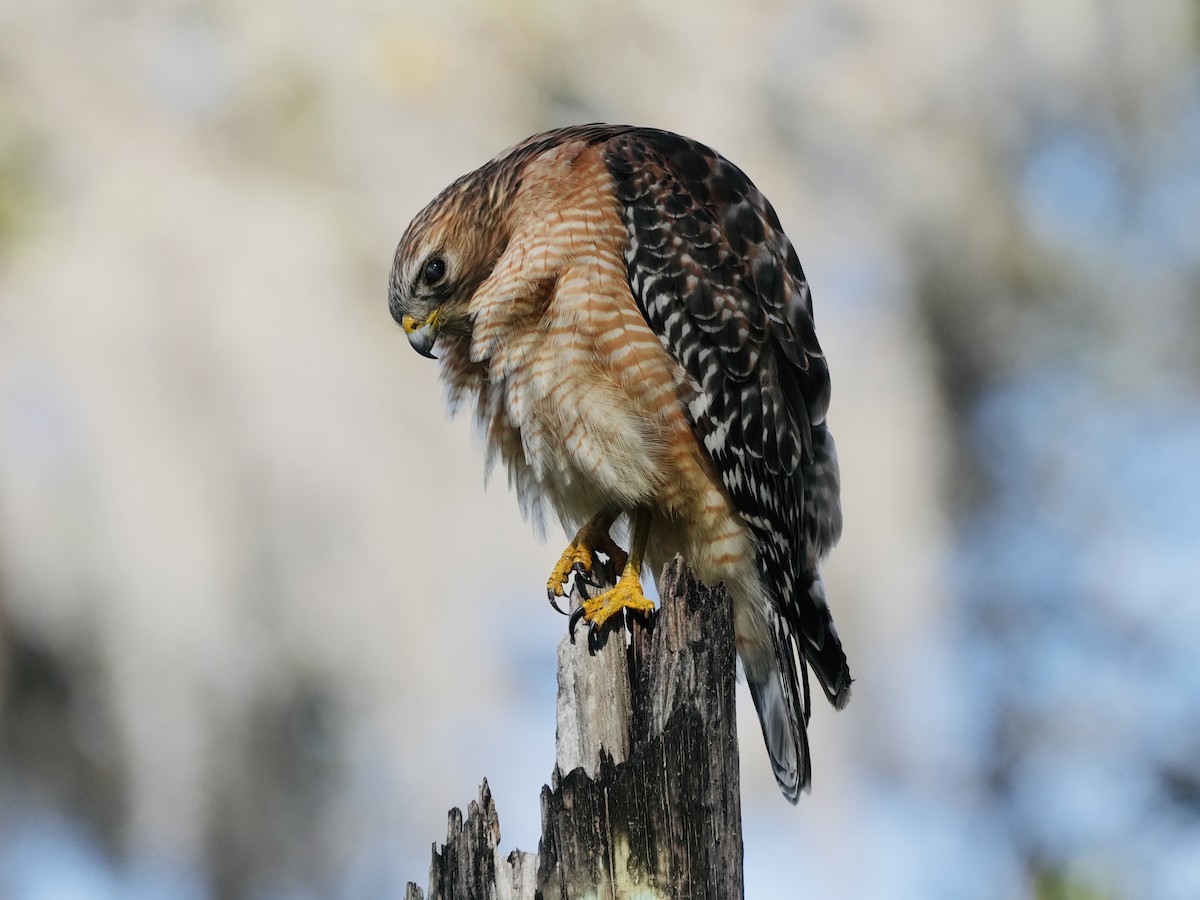 Red-shouldered Hawk - Tami Reece