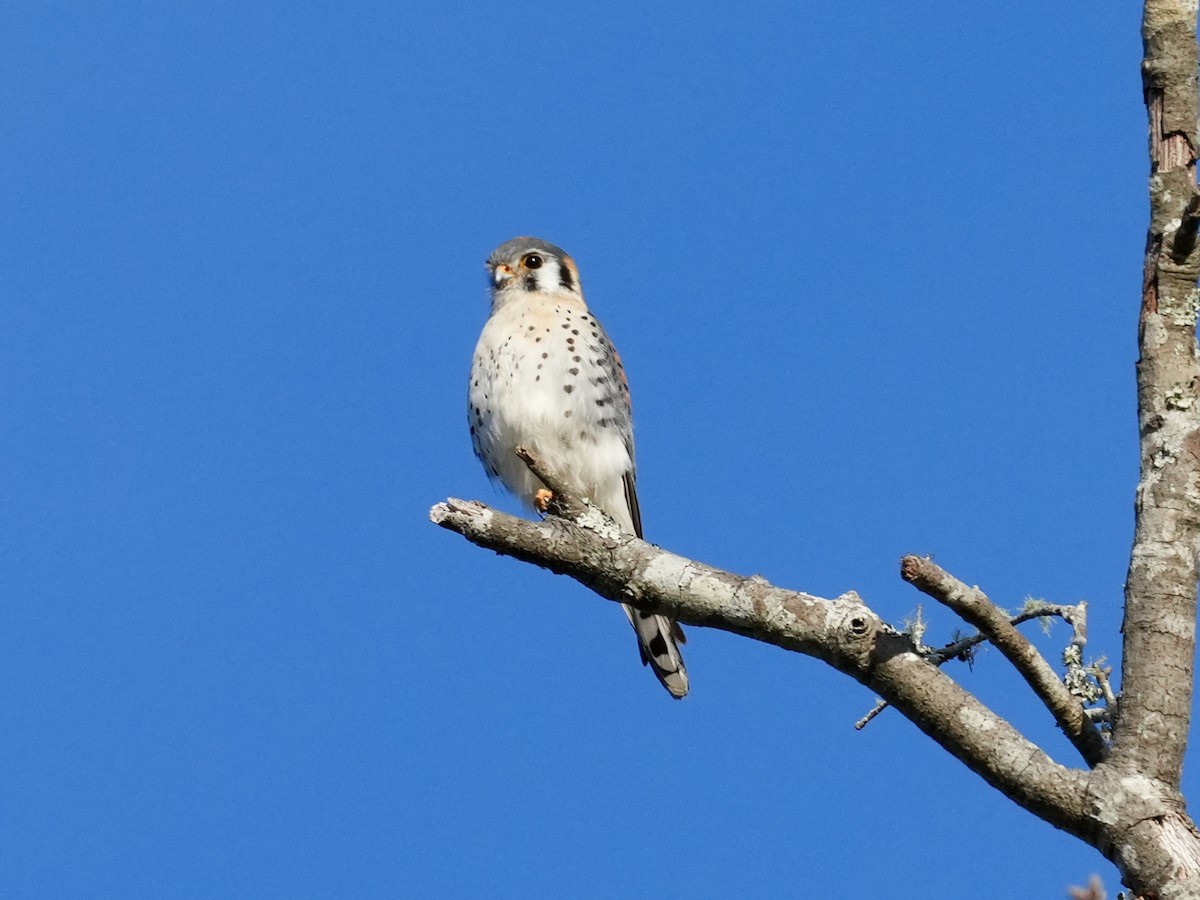 American Kestrel - ML615494598