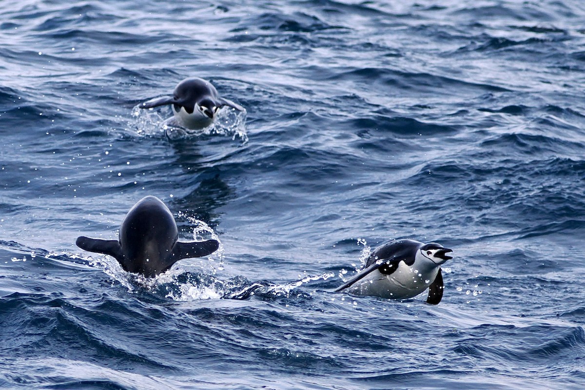 Chinstrap Penguin - ML615494628