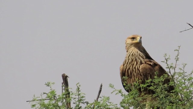 Kaiseradler - ML615494640