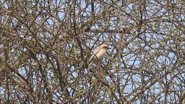 Common Woodshrike - ML615494685