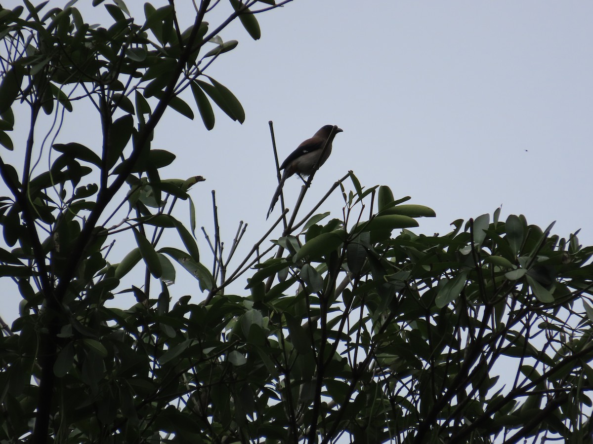 Gray Treepie - ML615494761