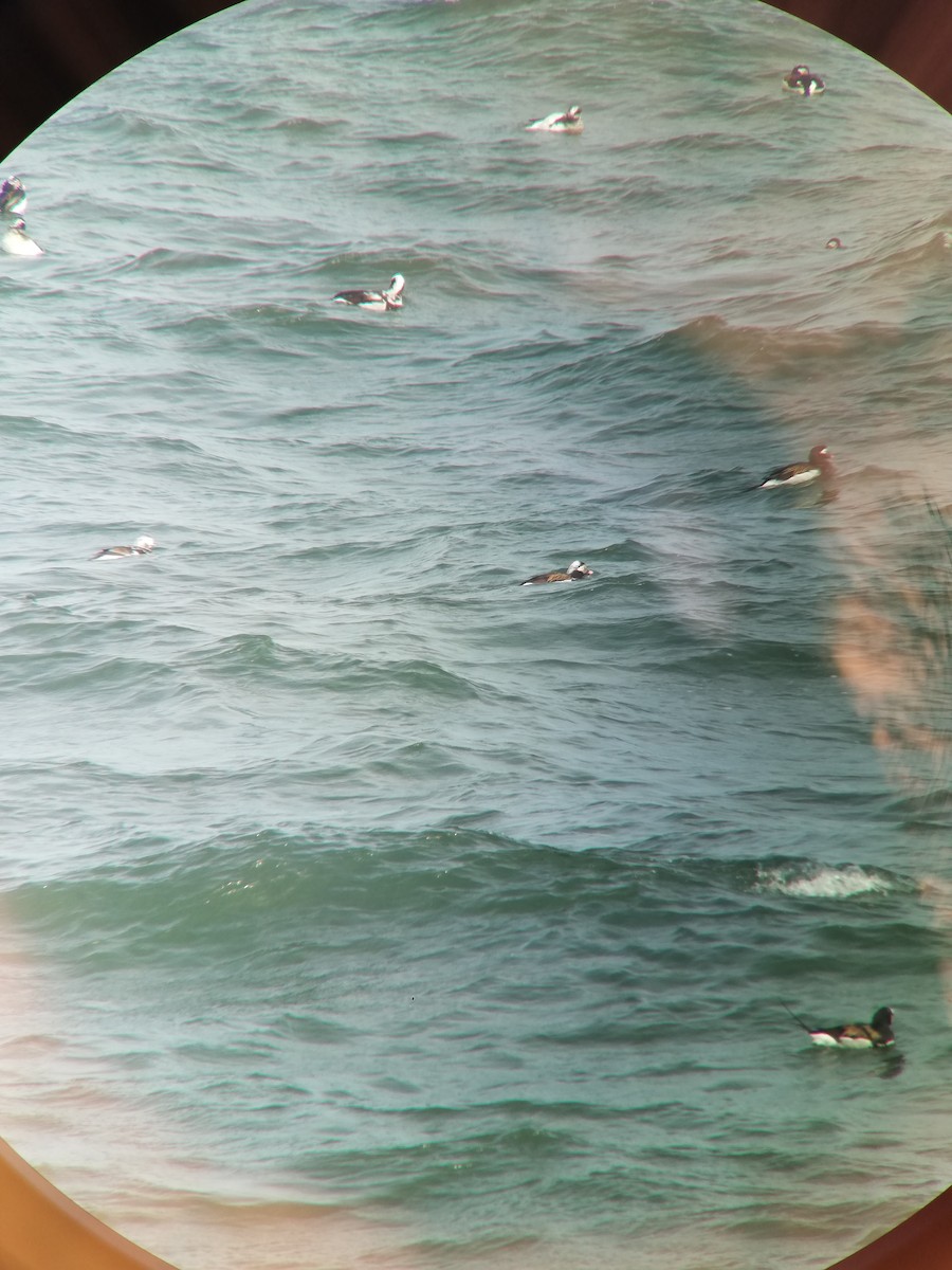 Long-tailed Duck - Janos Schadl