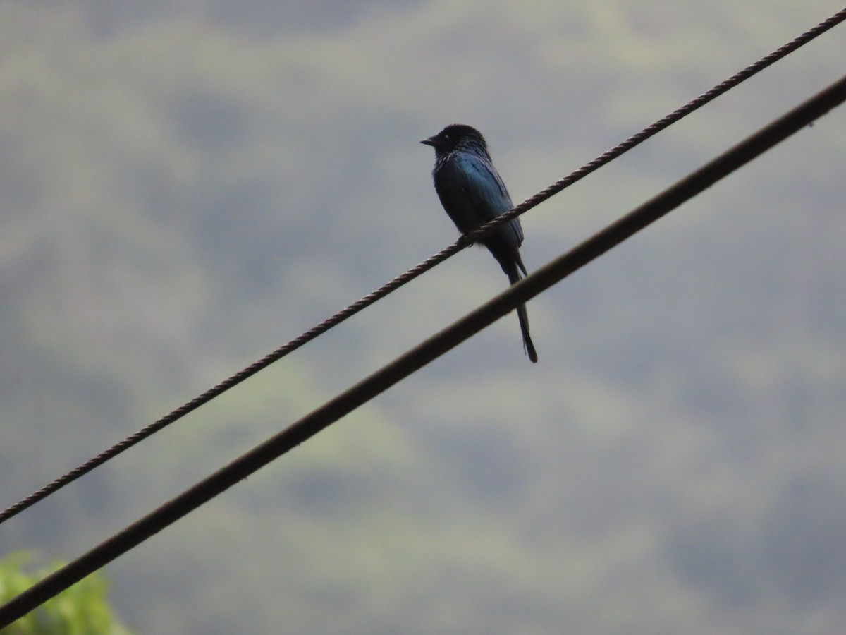 Menevişli Drongo - ML615494784