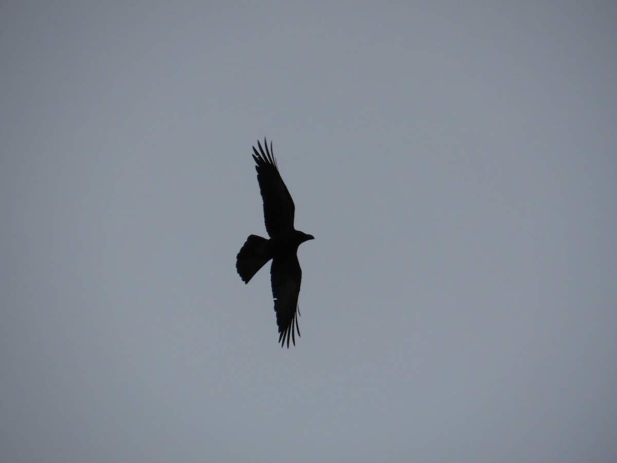 Large-billed Crow - ML615494789