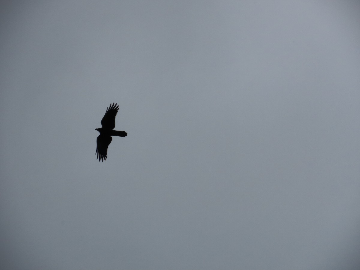 Large-billed Crow - ML615494790