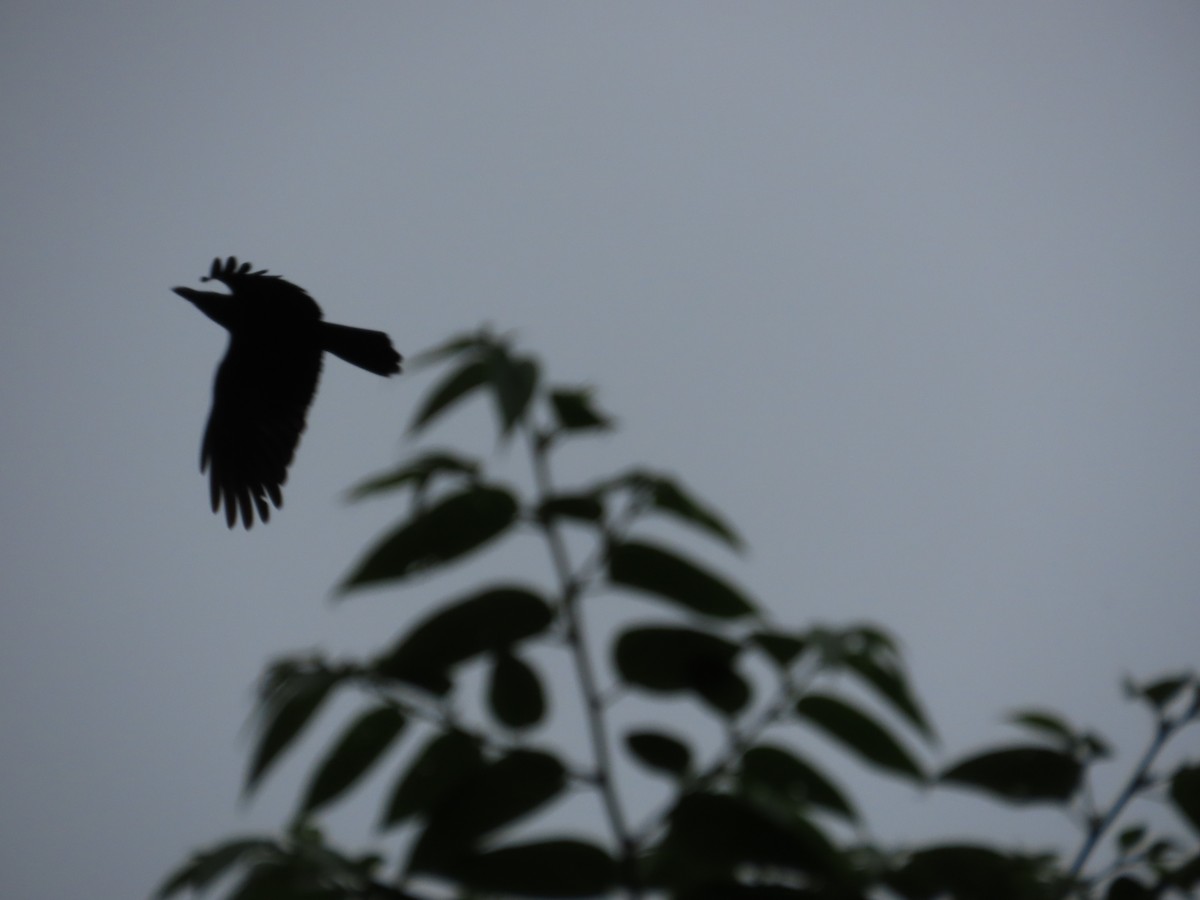 Large-billed Crow - ML615494791
