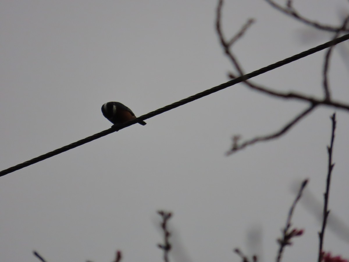 Chestnut-bellied Tit - ML615494804