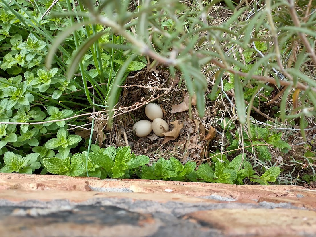 Mallard - ML615494805