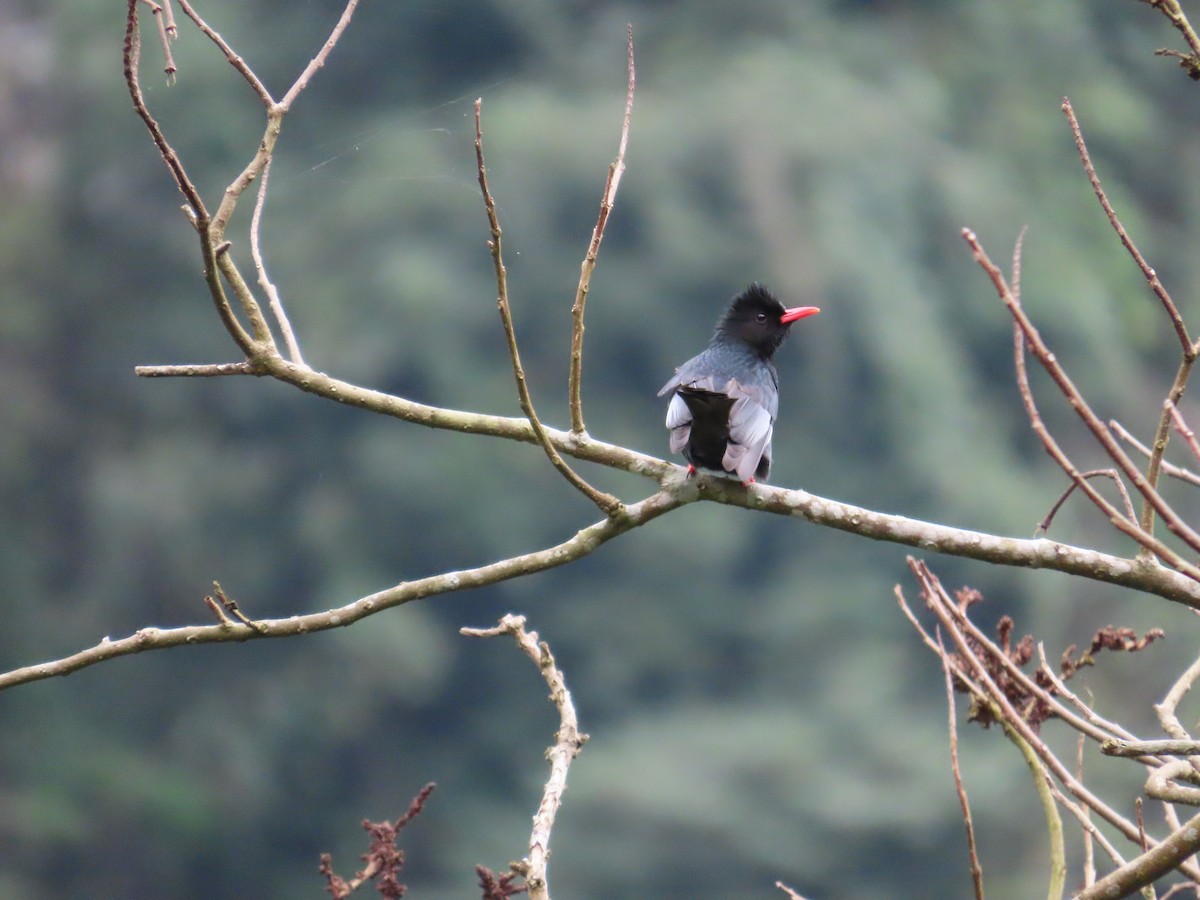 Bulbul Negro - ML615494825