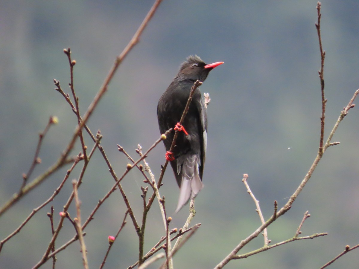 Black Bulbul - ML615494827