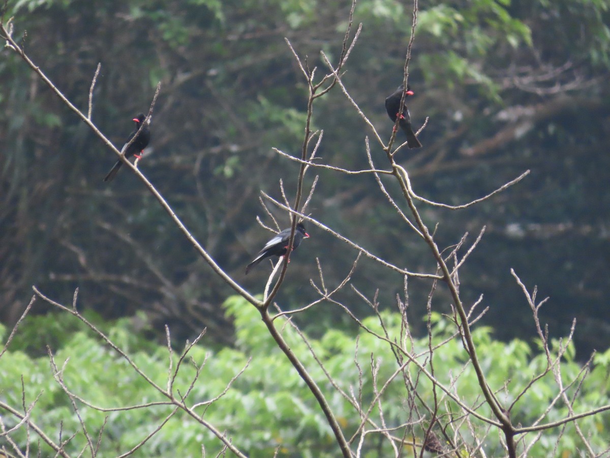 Bulbul Negro - ML615494828