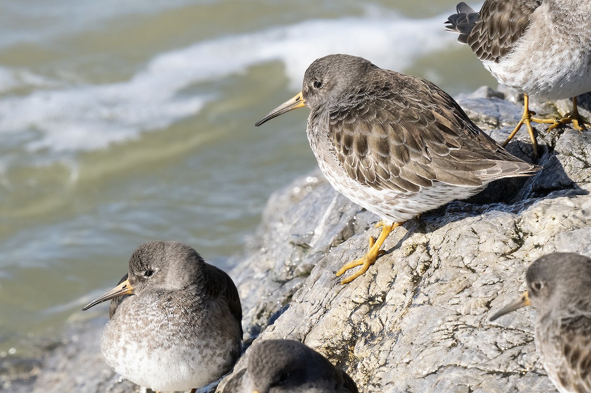 Purple Sandpiper - ML615494834