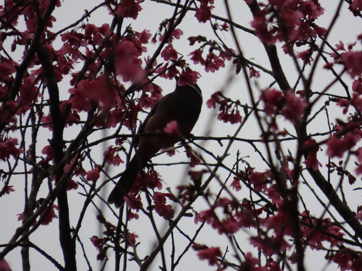 White-eared Sibia - ML615494860