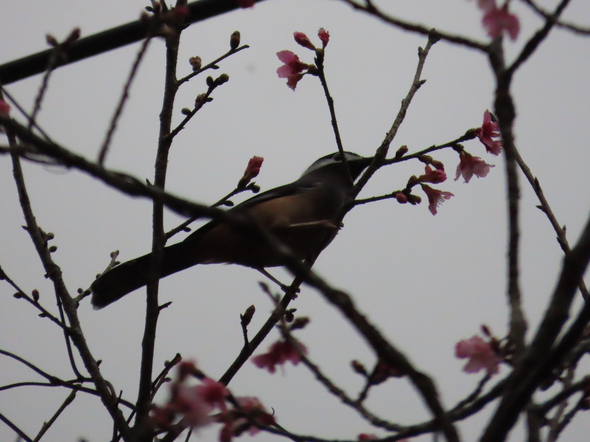 White-eared Sibia - ML615494863