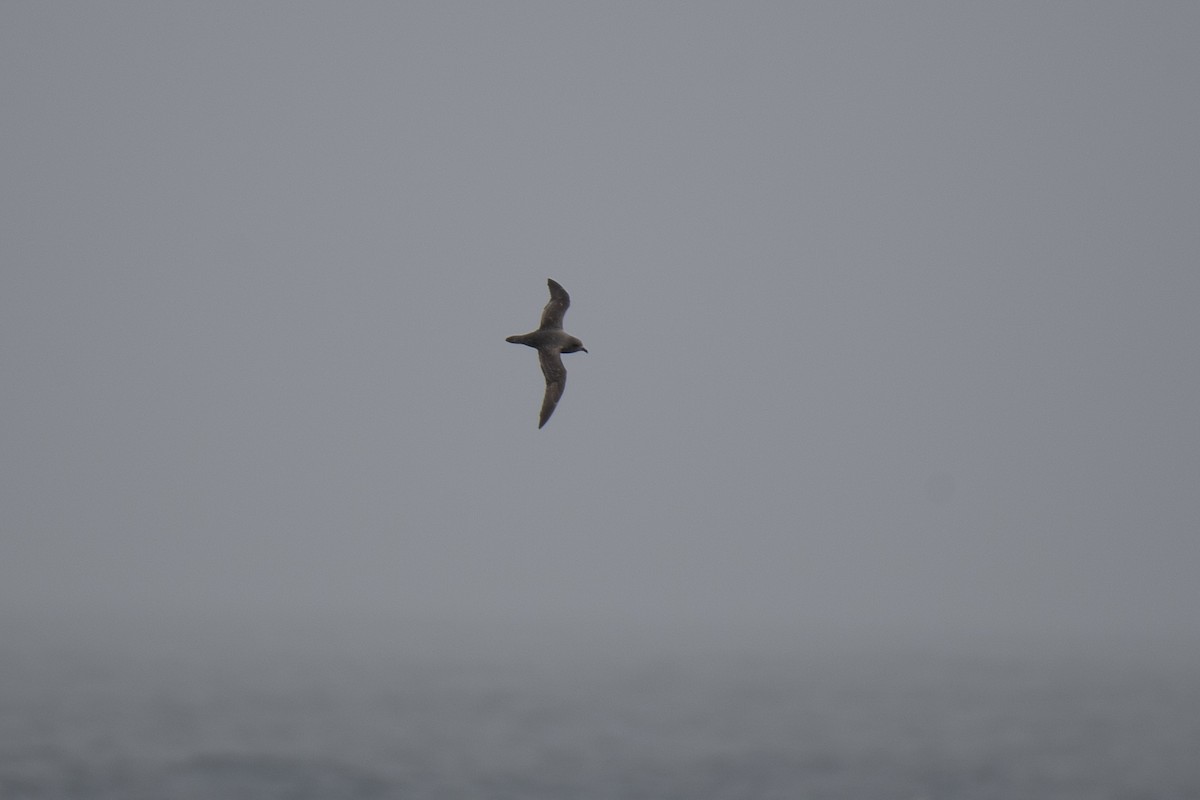 Petrel de las Kerguelen - ML615494865