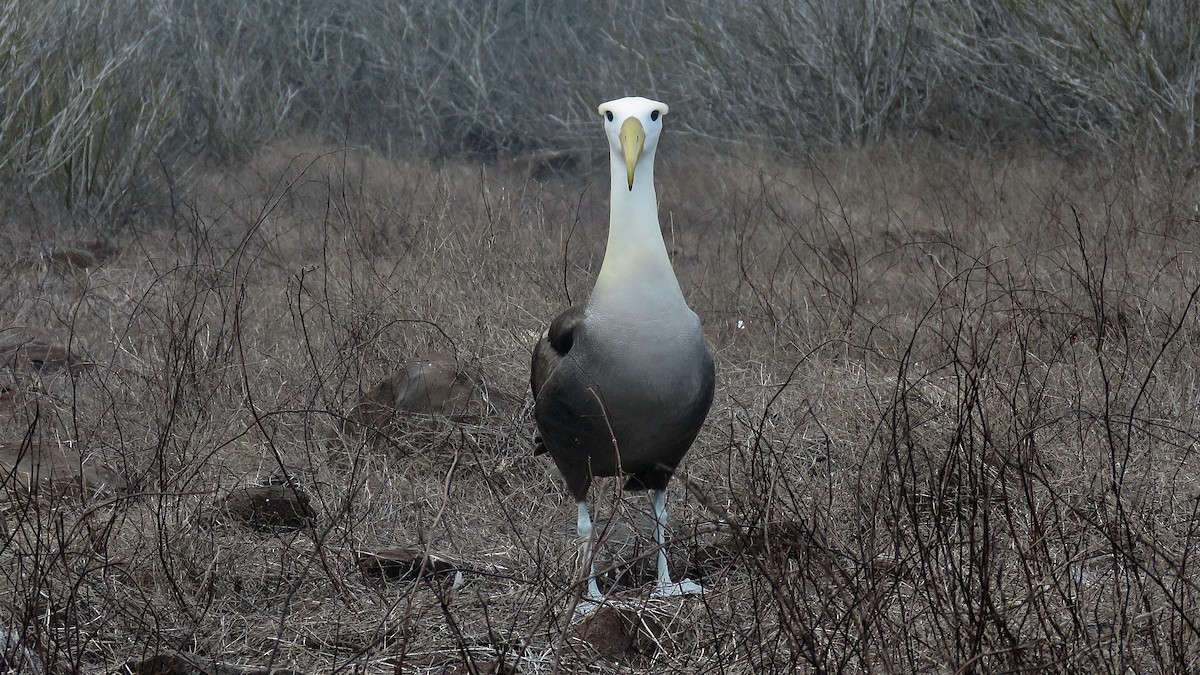 Waved Albatross - ML615494895