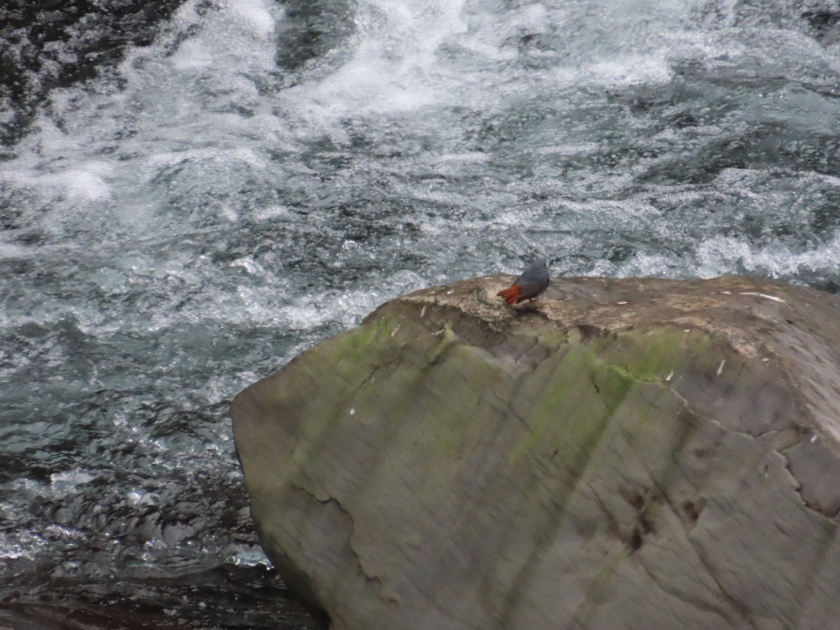 Plumbeous Redstart - ML615494922