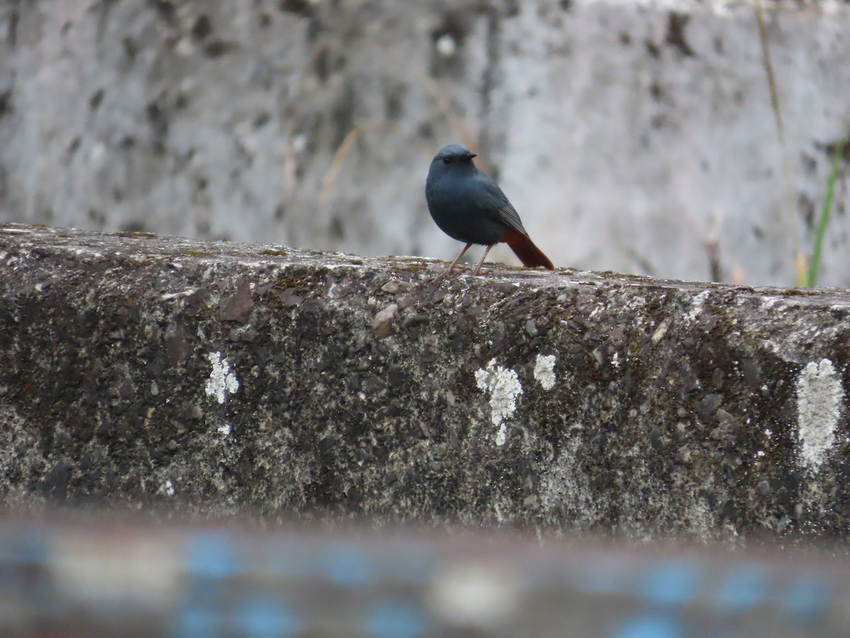 Plumbeous Redstart - ML615494923