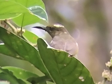 Red-throated Sunbird - ML615494928