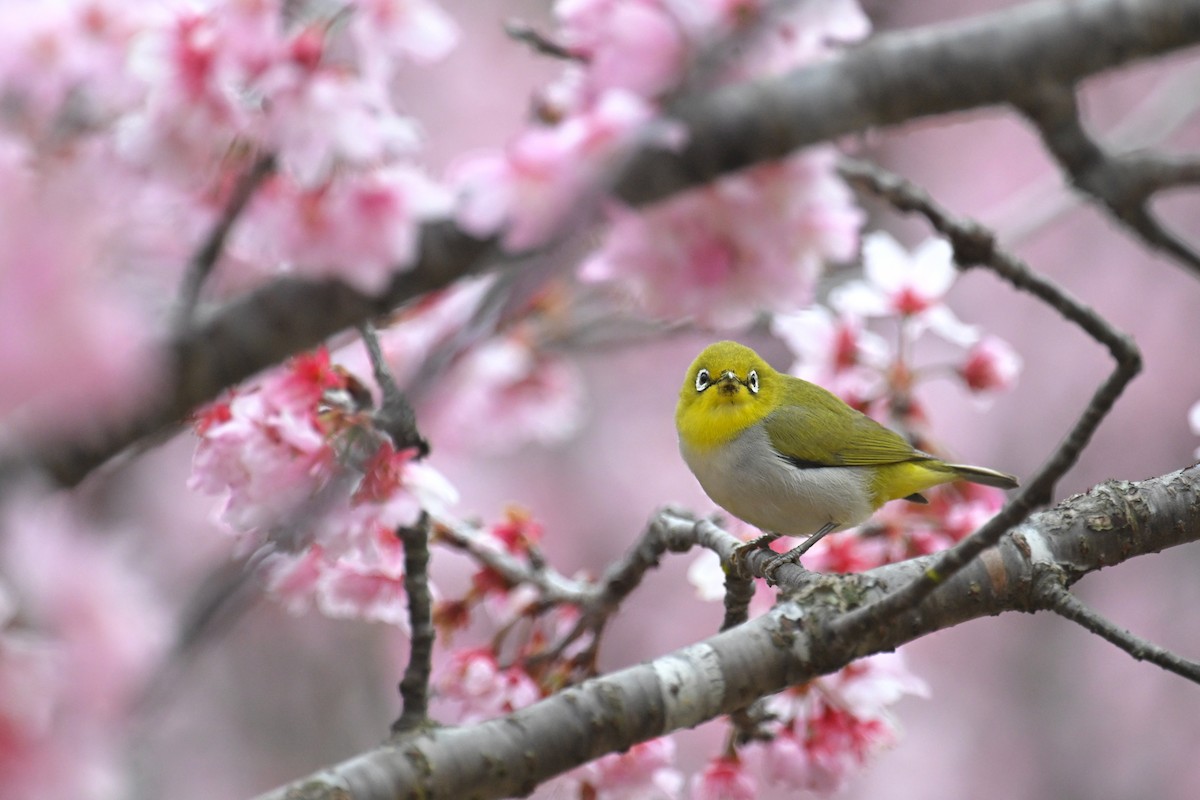 Swinhoe's White-eye - ML615494937