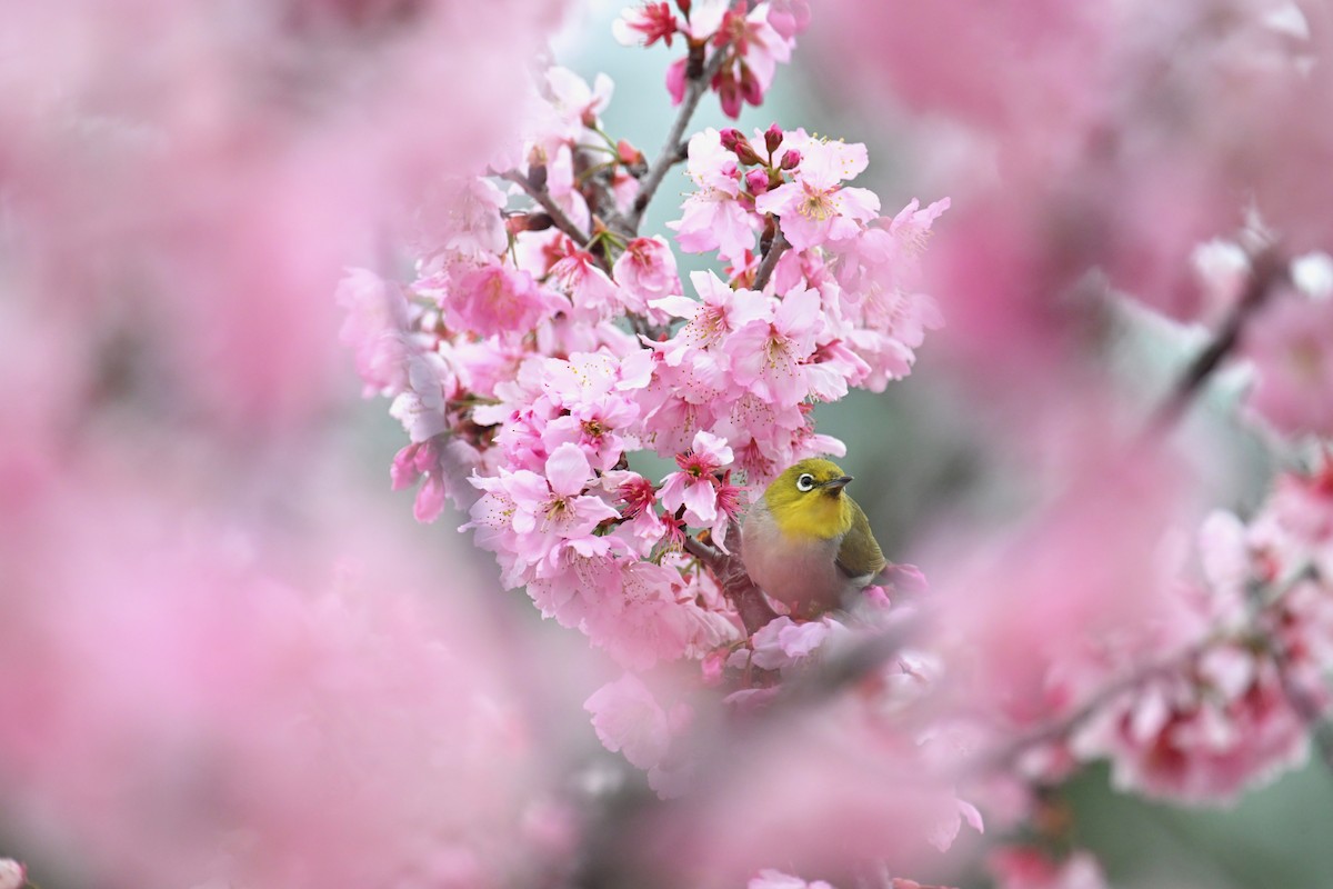 Swinhoe's White-eye - ML615494950