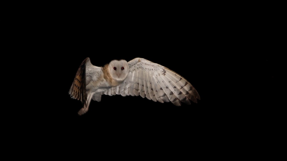 Australasian Grass-Owl - James Bennett