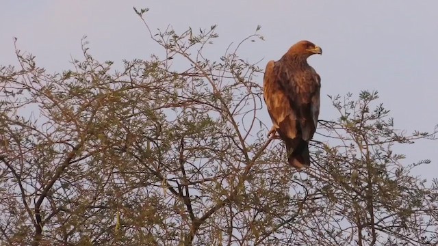 Aigle impérial - ML615495034