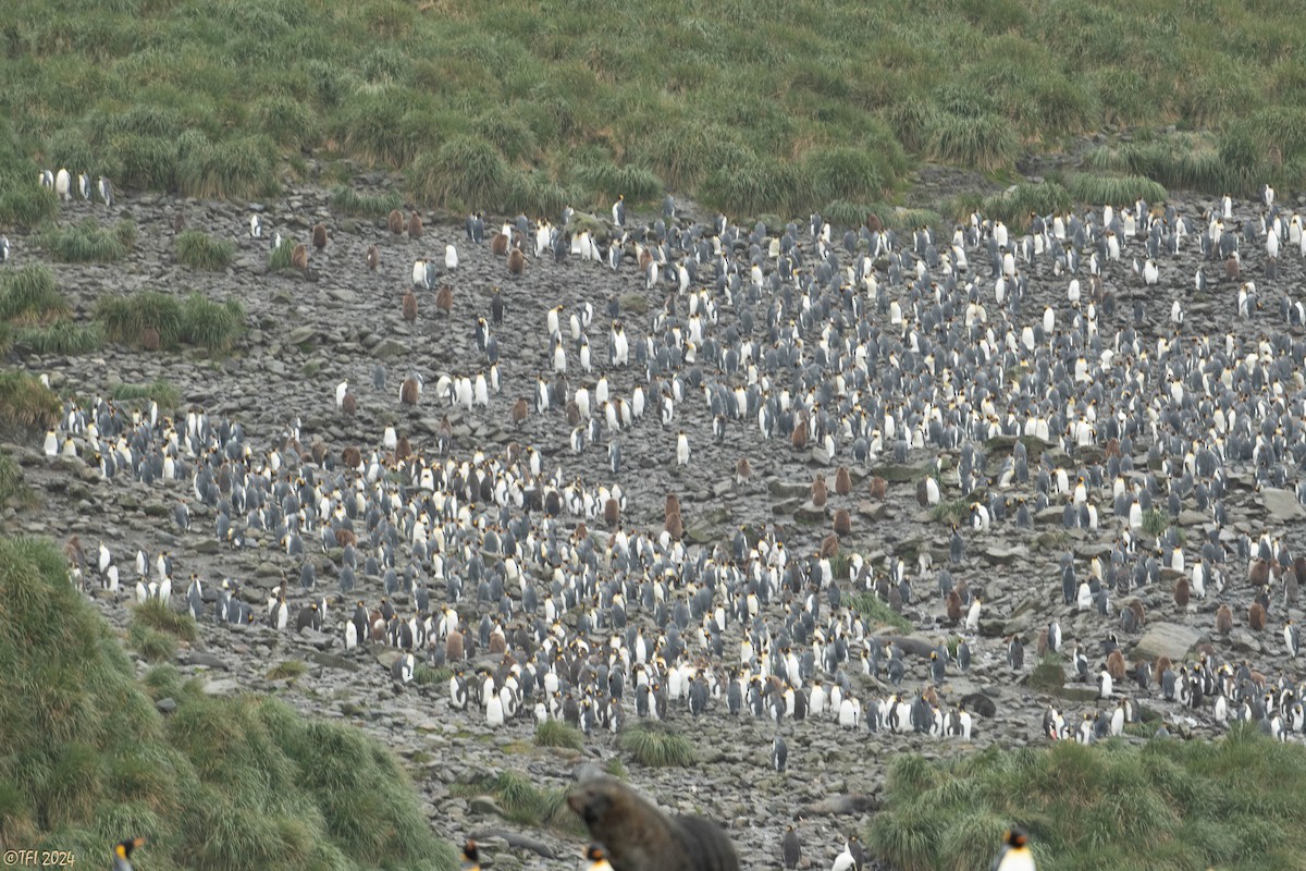 tučňák patagonský - ML615495065