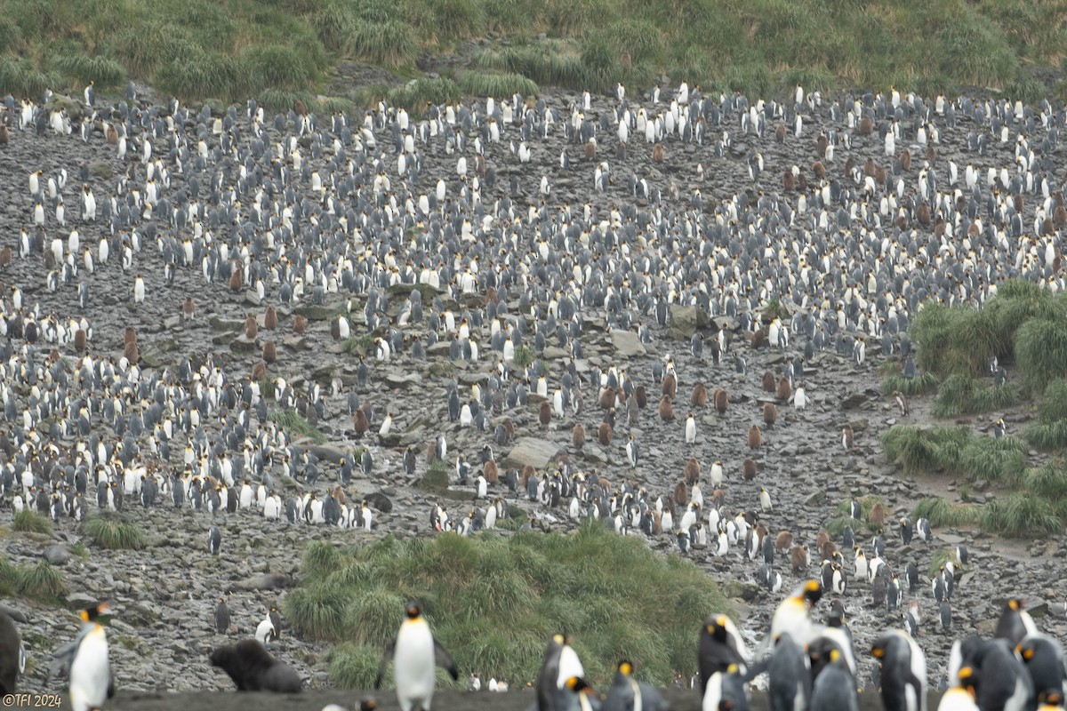 Королевский пингвин - ML615495068