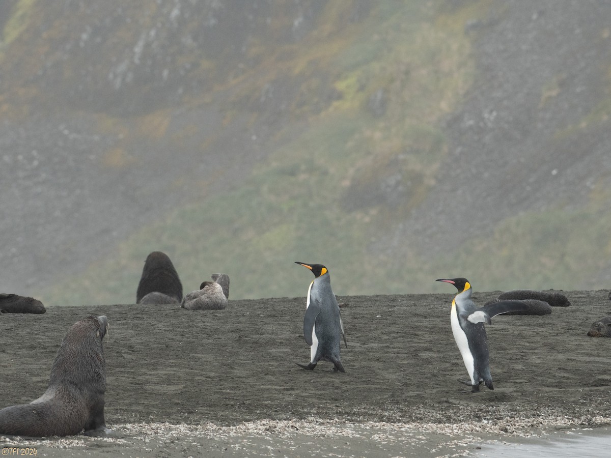 tučňák patagonský - ML615495096