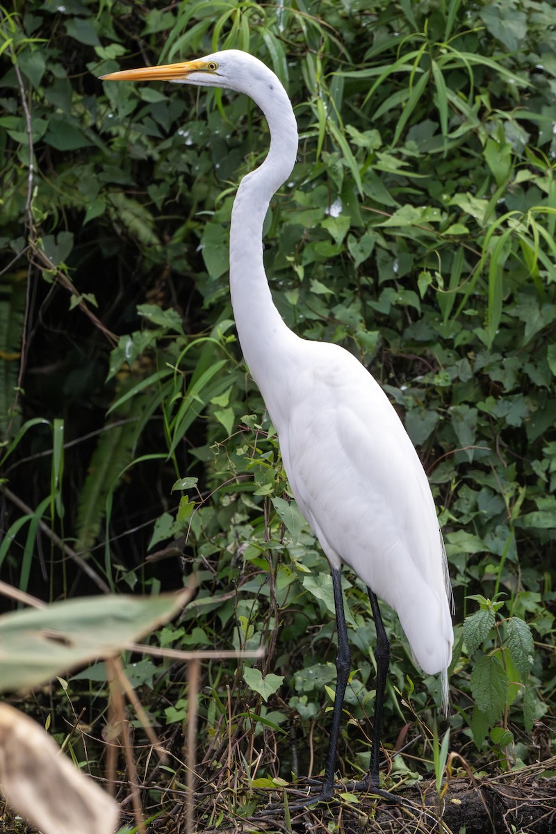 Great Egret - Greg Courtney