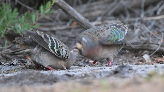 Common Bronzewing - ML615495208