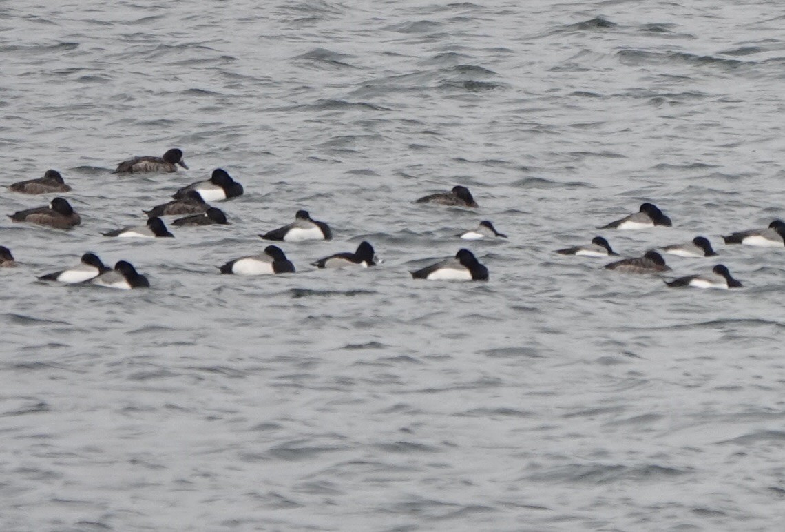 Ring-necked Duck - ML615495248